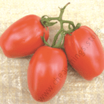 Cal J (50g)