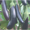 Eggplant Long Purple 25grms