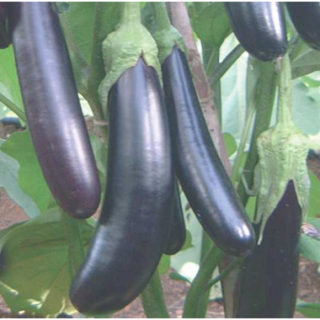 Eggplant Long Purple 25grms