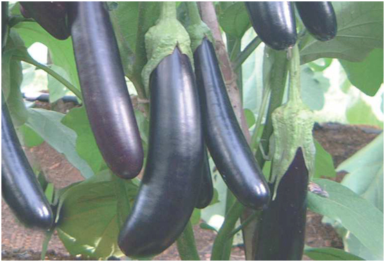 Eggplant Long Purple 500grms
