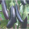 Eggplant Long Purple 100grms