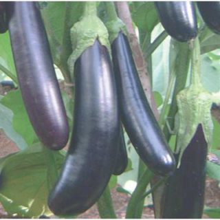 Eggplant Long Purple 100grms
