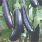 Eggplant Long Purple 250grms