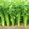 Parsley Italian Giant (25g)