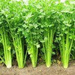 Parsley Italian Giant (25g)