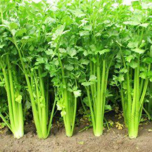 Parsley Italian Giant (50g)