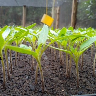Tomato Nyota Seedlings