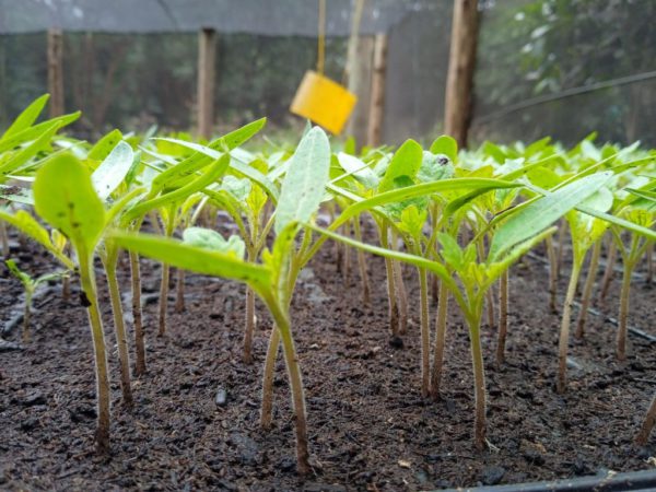 Tomato Nyota Seedlings