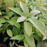 Hass Avacado Seedlings