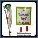 Helicoverpa Lure (1pc)