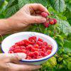 Raspberry Variety Seedlings (per seedlings)