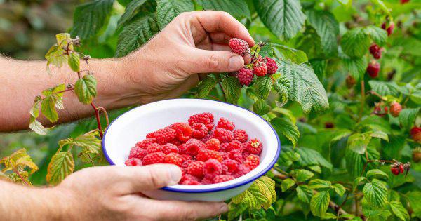 Raspberry Variety Seedlings (per seedlings)