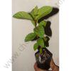 Guavas Red seedlings (per seedlings)