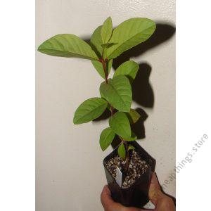 Guavas Red seedlings (per seedlings)