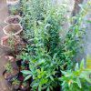 pomegranates Seedlings (per seedlings)