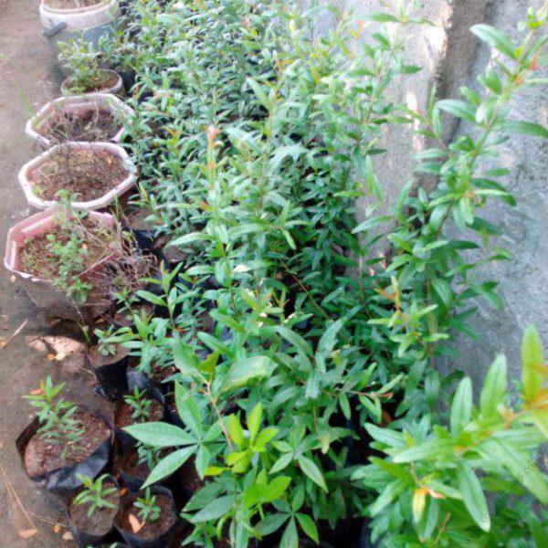 pomegranates Seedlings (per seedlings)
