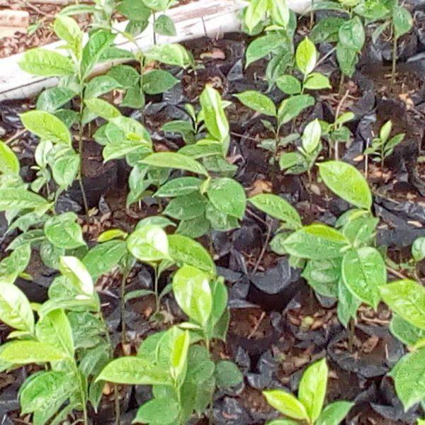 Soursop Seedlings (per seedlings)