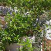 Pomegranates (kukumaga) Seedlings (per seedlings)