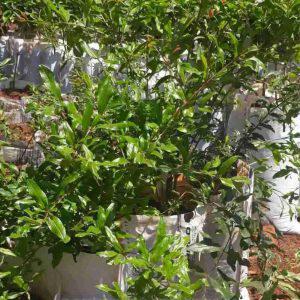 Pomegranates (kukumaga) Seedlings (per seedlings)
