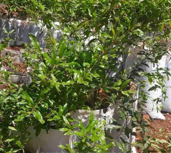 Pomegranates (kukumaga) Seedlings (per seedlings)