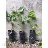 Mulberry Seedlings (per seedlings)