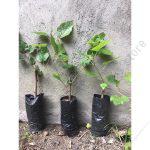 Mulberry Seedlings (per seedlings)