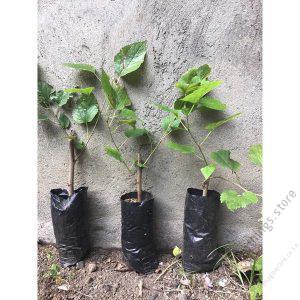 Mulberry Seedlings (per seedlings)