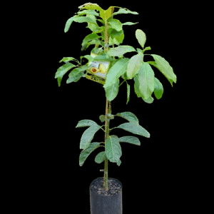 Avocado Local Grafted Seedling Per Seedling