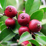 Cherry/Sweet Guava (per seedlings)