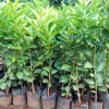 Grafted Pixie Seedlings (per seedlings)