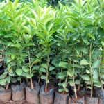 Grafted Pixie Seedlings (per seedlings)
