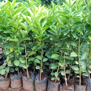 Grafted Pixie Seedlings (per seedlings)