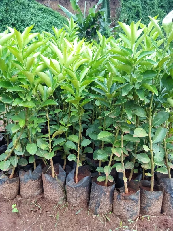 Grafted Pixie Seedlings (per seedlings)