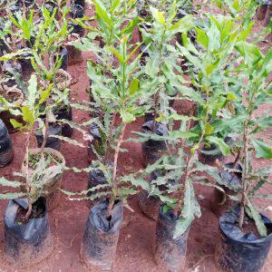 Macadamia Seedlings (per seedlings)