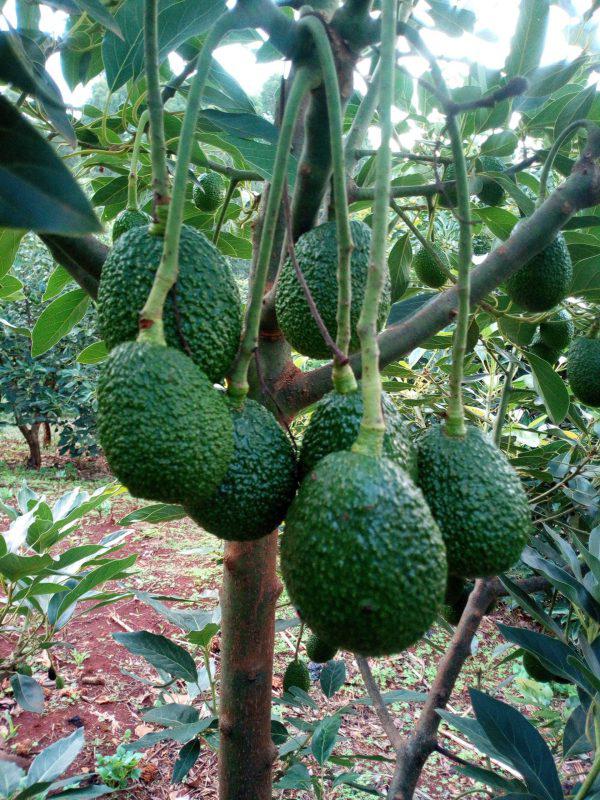 Grafted Hass Avacado Seedlings