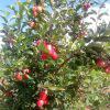 Wambugu Grafted Apple Seedlings (per seedling)