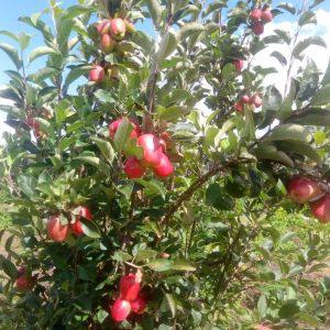 Wambugu Grafted Apple Seedlings (per seedling)