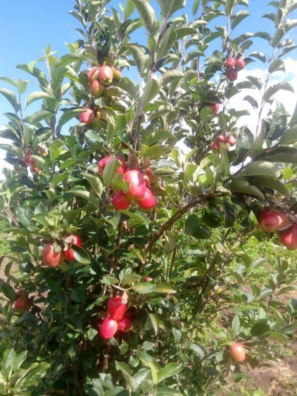 Wambugu Grafted Apple Seedlings (per seedling)