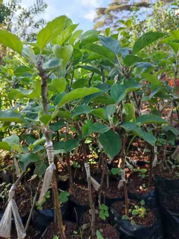 Grafted Apple to Apple Seedlings (per seedlings)