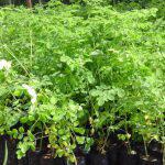 Moringa Seedlings (per seedlings)