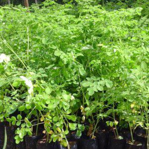 Moringa Seedlings (per seedlings)