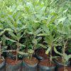 Grafted Macadamia Nuts Seedlings (per seedlings)