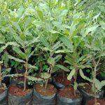 Grafted Macadamia Nuts Seedlings (per seedlings)