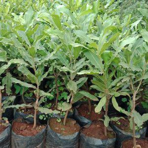 Grafted Macadamia Nuts Seedlings (per seedlings)