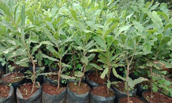 Grafted Macadamia Nuts Seedlings (per seedlings)