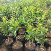 Grafted Oranges Seedlings (per seedlings)