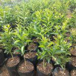 Grafted Oranges Seedlings (per seedlings)
