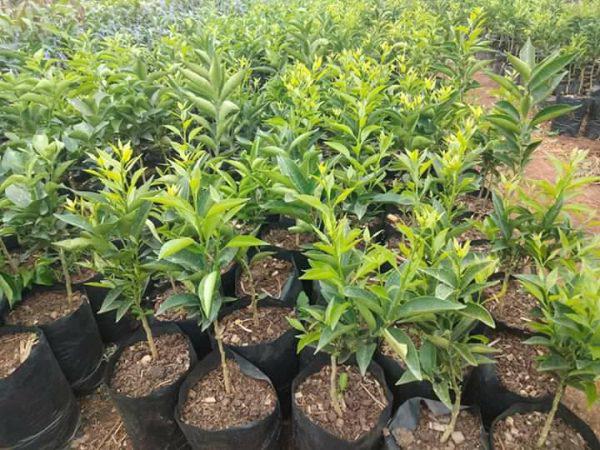 Grafted Oranges Seedlings (per seedlings)