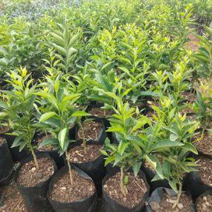 Grafted Blood Orange Seedlings (per seedlings)