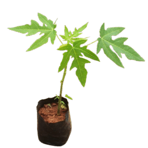 Red Lady Dwarf Pawpaw Seedling